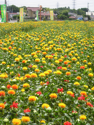 【埼玉県】桶川市　第２２回　おけがわ　べに花まつり | 地域のトピックス