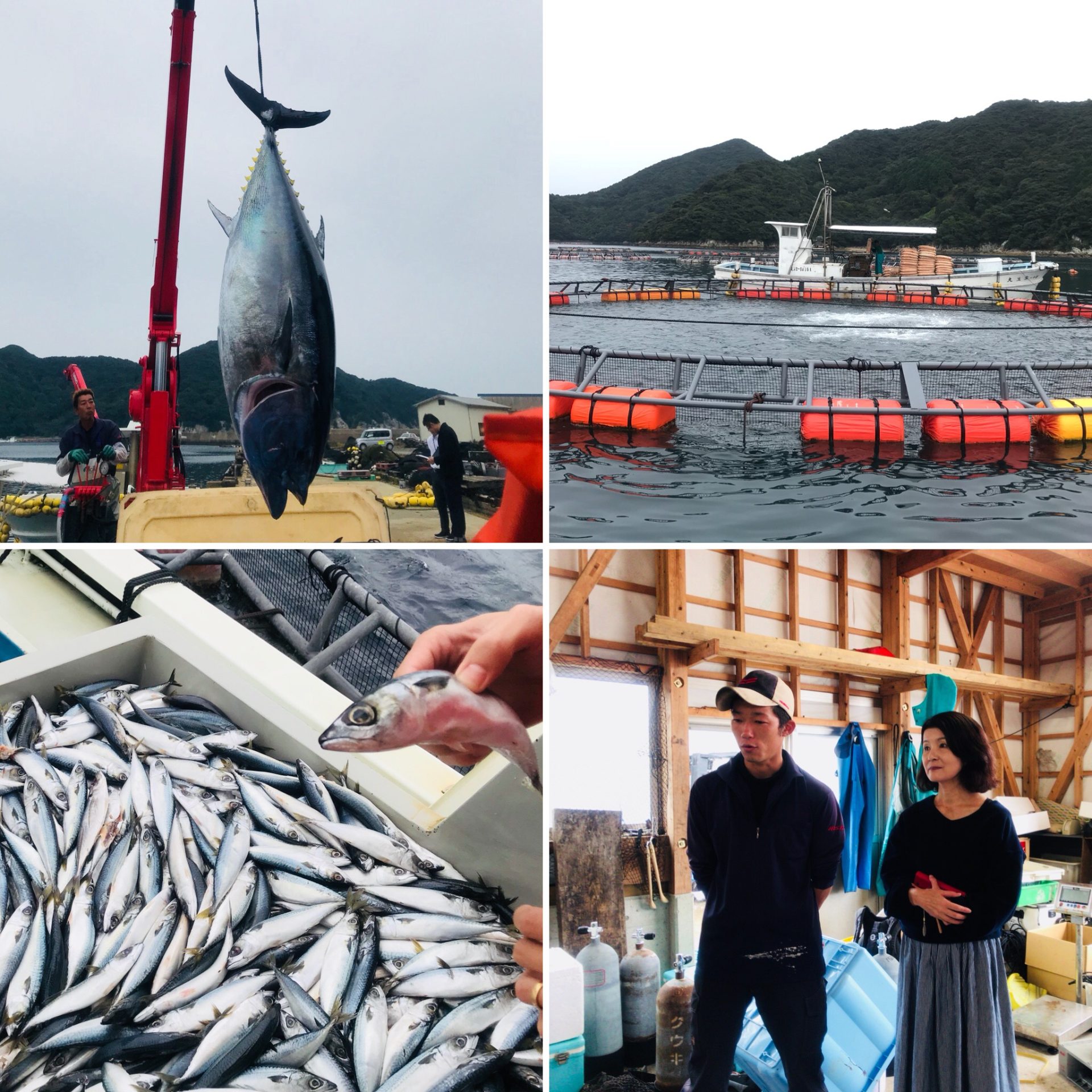 【視察レポート】マグロの釣り上げ見学　＠新上五島町・若松島 | 地域のトピックス