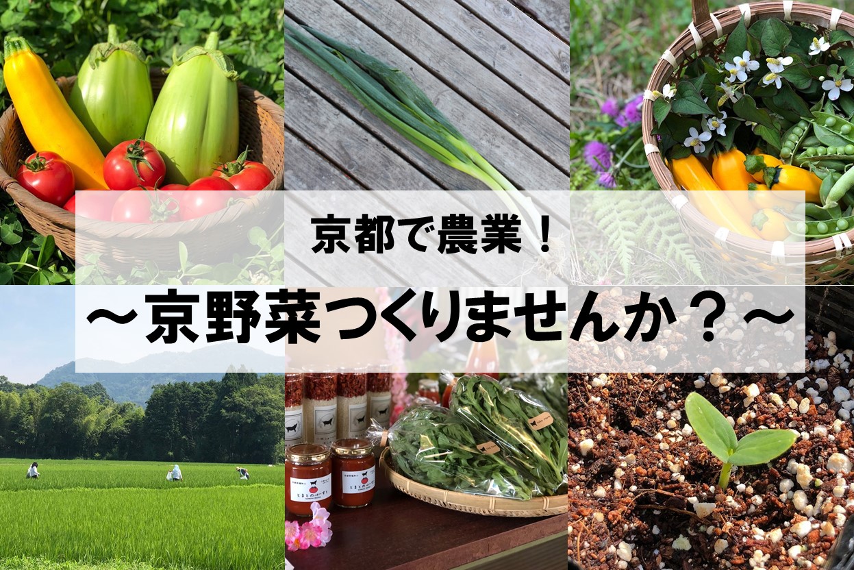 ☆当日参加歓迎☆京都で農業！～京野菜つくりませんか？～ | 移住関連イベント情報