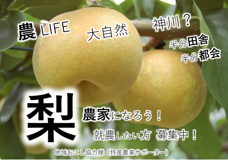 梨栽培で就農を目指す方を募集！～神川町 地域おこし協力隊～ | 移住関連イベント情報