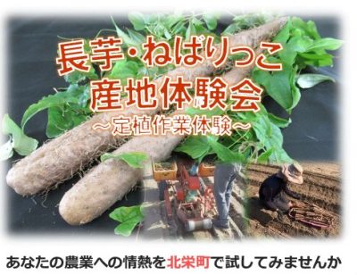 鳥取県で長芋・ねばりっこ産地体験会～定植作業体験～ | 地域のトピックス
