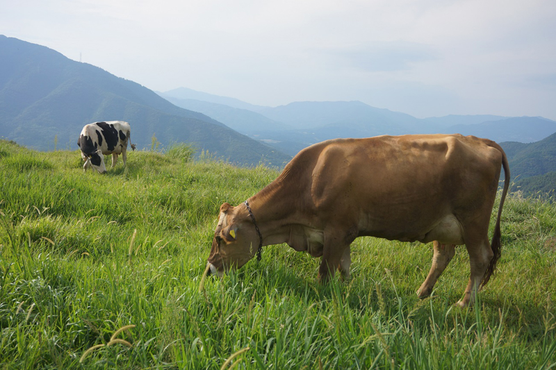 放牧によって育てられる乳牛