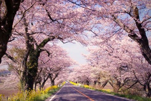 【栃木県さくら市】住みよさランキング1位!さくら市暮らしセミナー開催 | 移住関連イベント情報