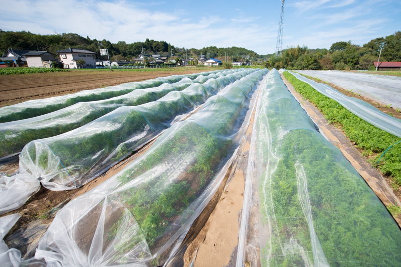 地域の方に支えられている「コトコトファーム」