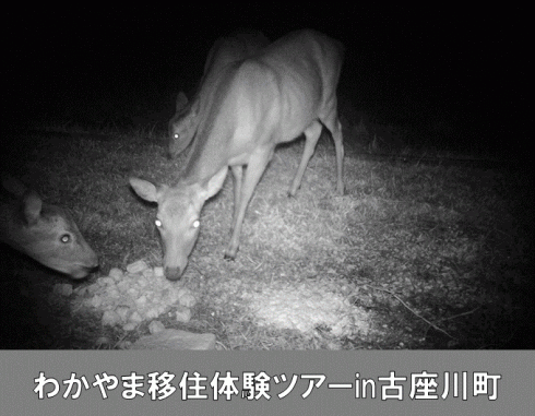 【東京発着】わかやま”なごみ”暮らし現地体験会<br/>in和歌山県古座川町 | 移住関連イベント情報