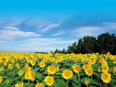 【長崎県】南島原市のご紹介 | 地域のトピックス