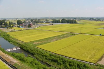 【栃木県上三川町】スポーツ振興！地域おこし協力隊募集 | 移住関連イベント情報