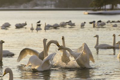 【青森県平内町】地域おこし協力隊を募集します！ | 移住関連イベント情報