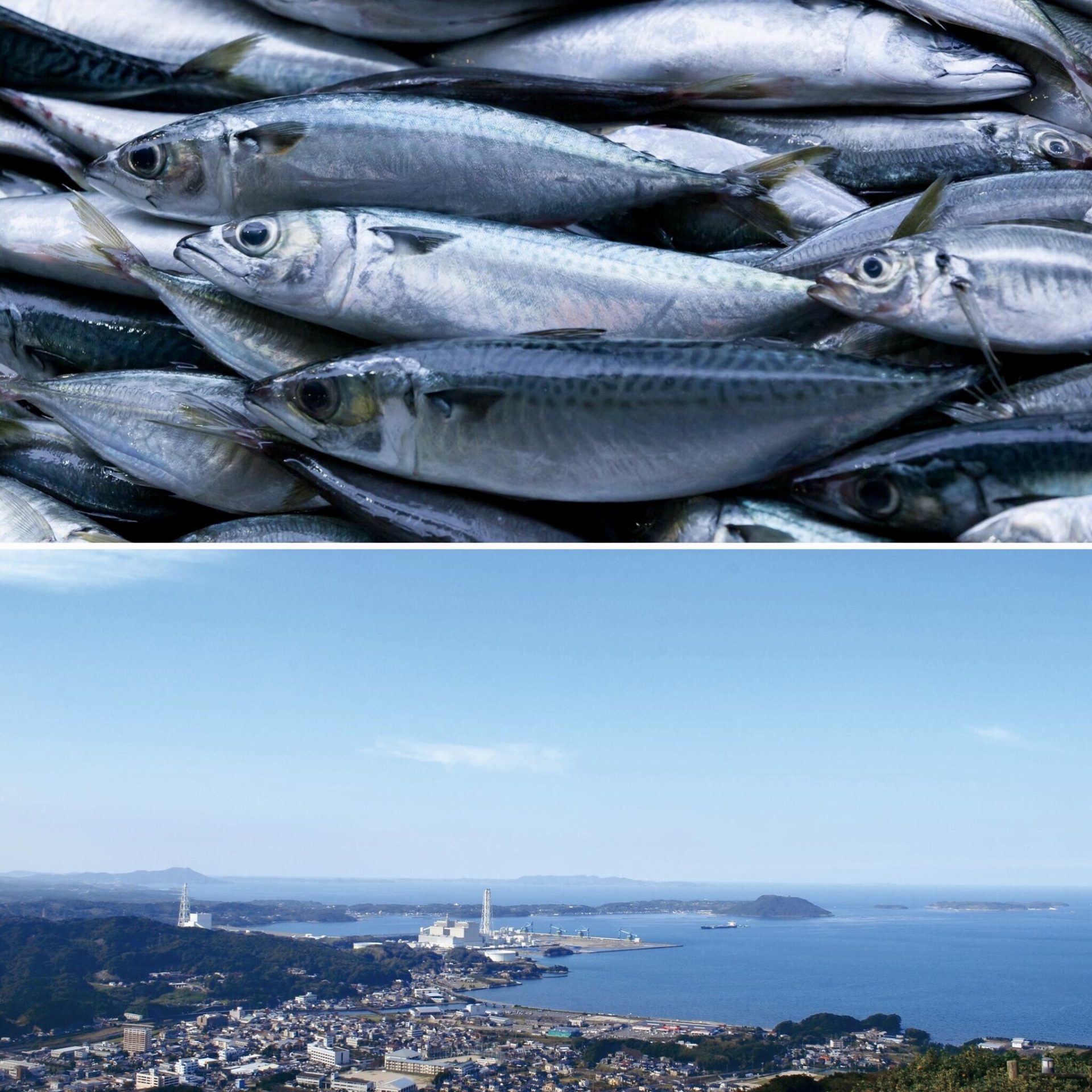 松浦市のご紹介 | 地域のトピックス