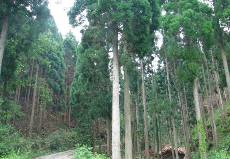 岡山県・林業インターンシップ　参加者募集 | 移住関連イベント情報