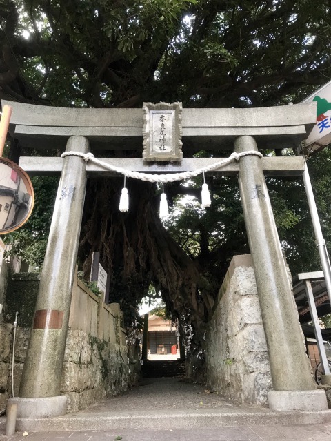 あこう樹(奈良尾神社)@新上五島町 | 地域のトピックス