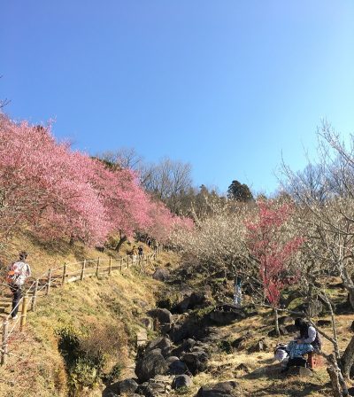 ふらっと「筑波山梅まつり」に行ってきました♪ | 地域のトピックス