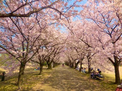 富山から満開の桜だよりが届きました!! | 地域のトピックス