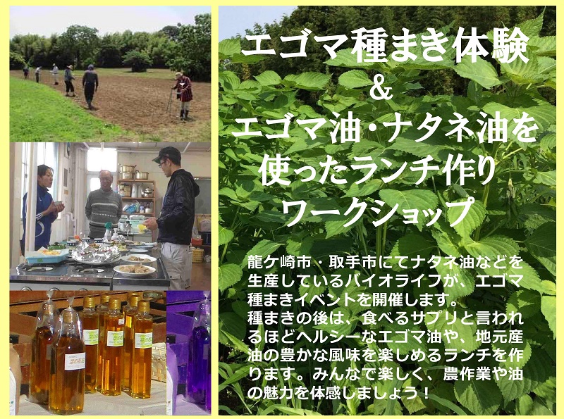 龍ケ崎市・エゴマ種まき体験 & エゴマ油・ナタネ油を使った ランチ作りワークショップ | 地域のトピックス