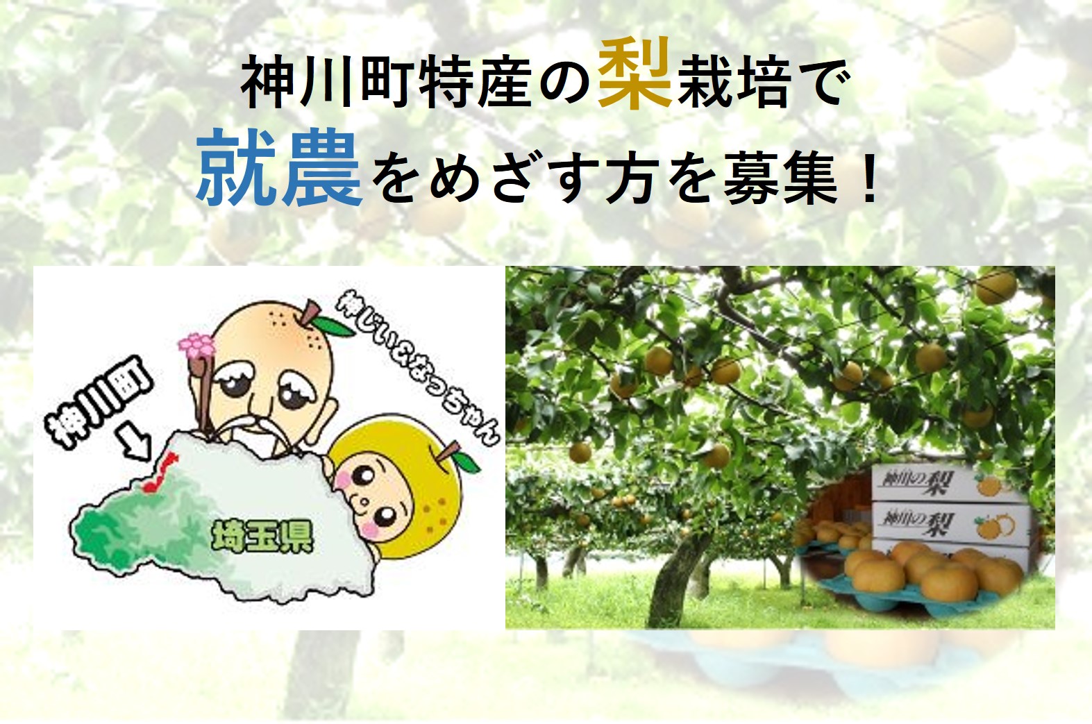 神川町 地域おこし協力隊員募集（梨栽培） | 移住関連イベント情報