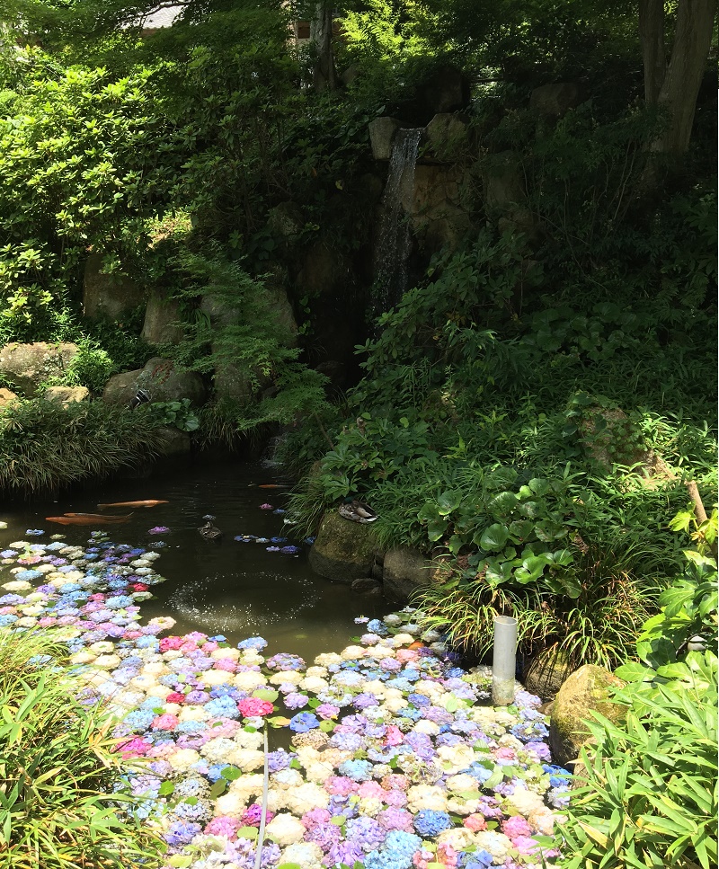 ふらっと「雨引観音あじさい祭り（桜川市）」に行ってきました♪ | 地域のトピックス