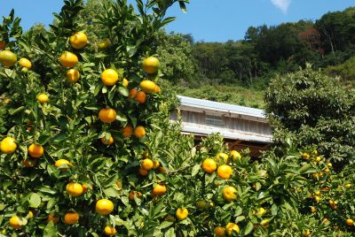 徳島県勝浦町　地域おこし協力隊再募集(連携コーディネーター) | 移住関連イベント情報