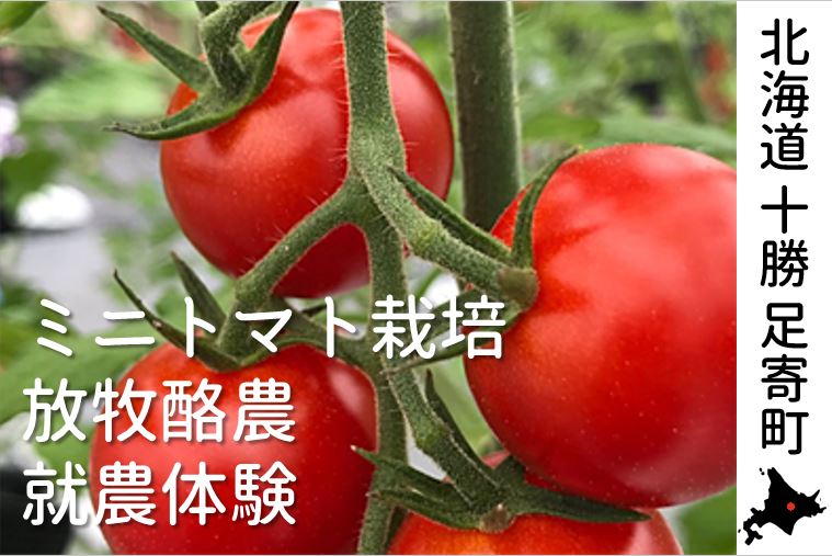 北海道十勝 足寄町でミニトマト栽培／放牧酪農／就農体験しませんか？ | 移住関連イベント情報