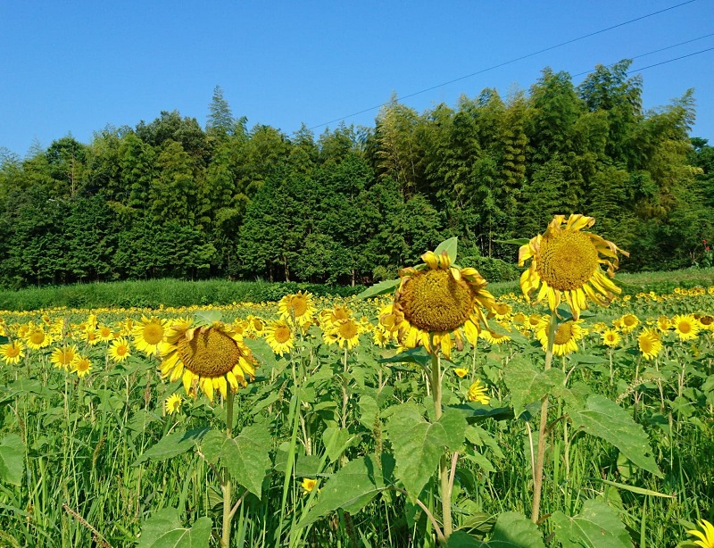 まんのう町「地域おこし協力隊」募集！ | 移住関連イベント情報