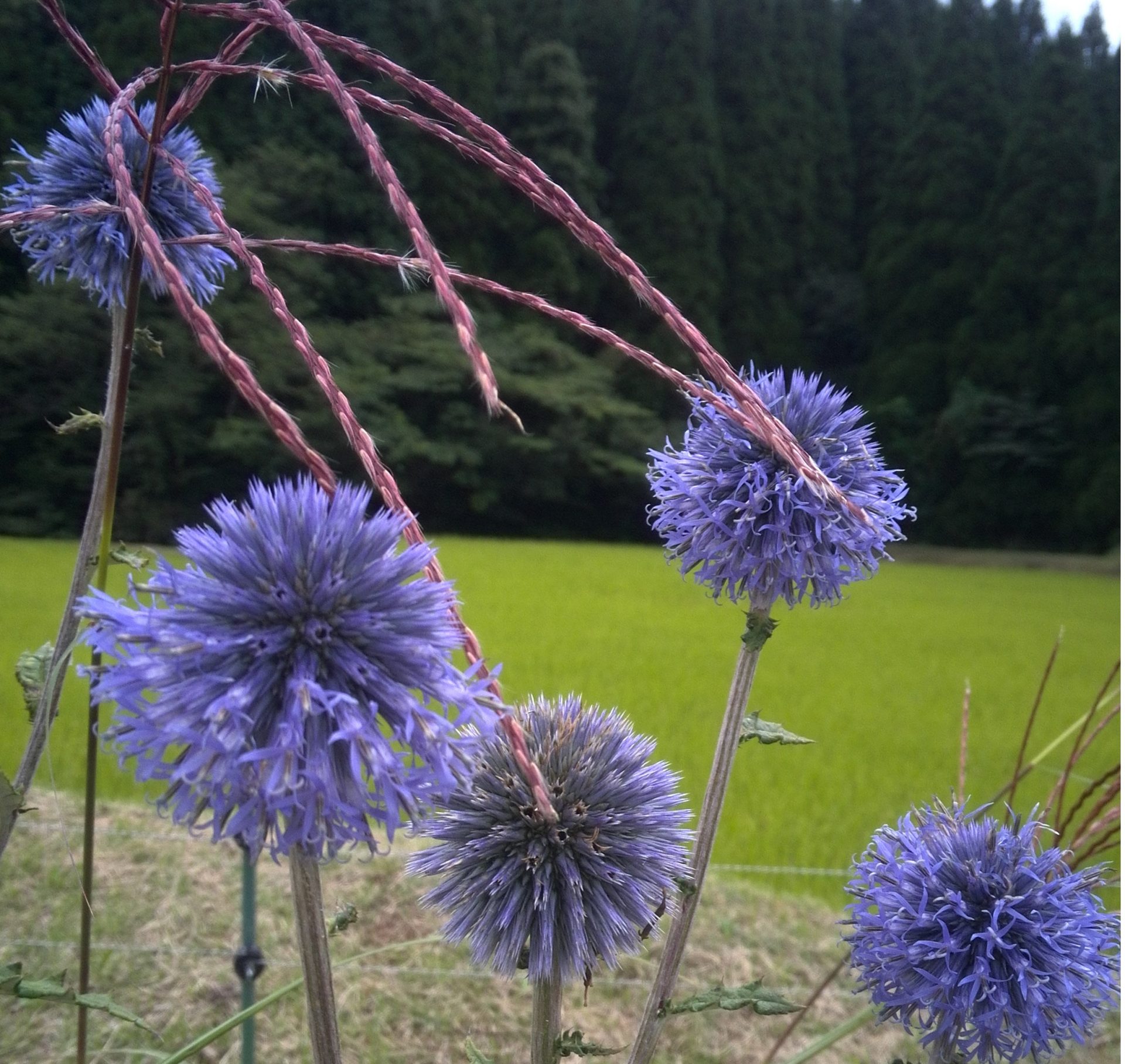 産山村で地域おこし協力隊募集（農産物関連2名、観光1名） | 移住関連イベント情報