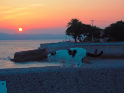 “猫島”で地域おこし協力隊を募集!!! (湯島地区1名)　※締切り間近!! | 移住関連イベント情報