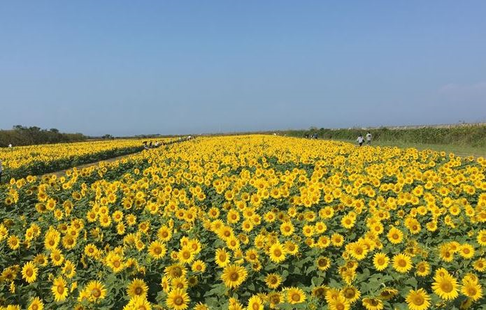 満開のひまわり園を開放します! | 地域のトピックス