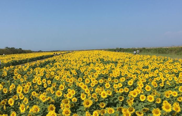 満開のひまわり園を開放します！ | 地域のトピックス