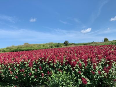 軽米町地域おこし協力隊募集 | 地域のトピックス