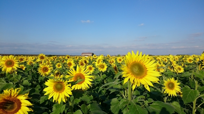 冬の柳川　ひまわり園開園！ | 地域のトピックス