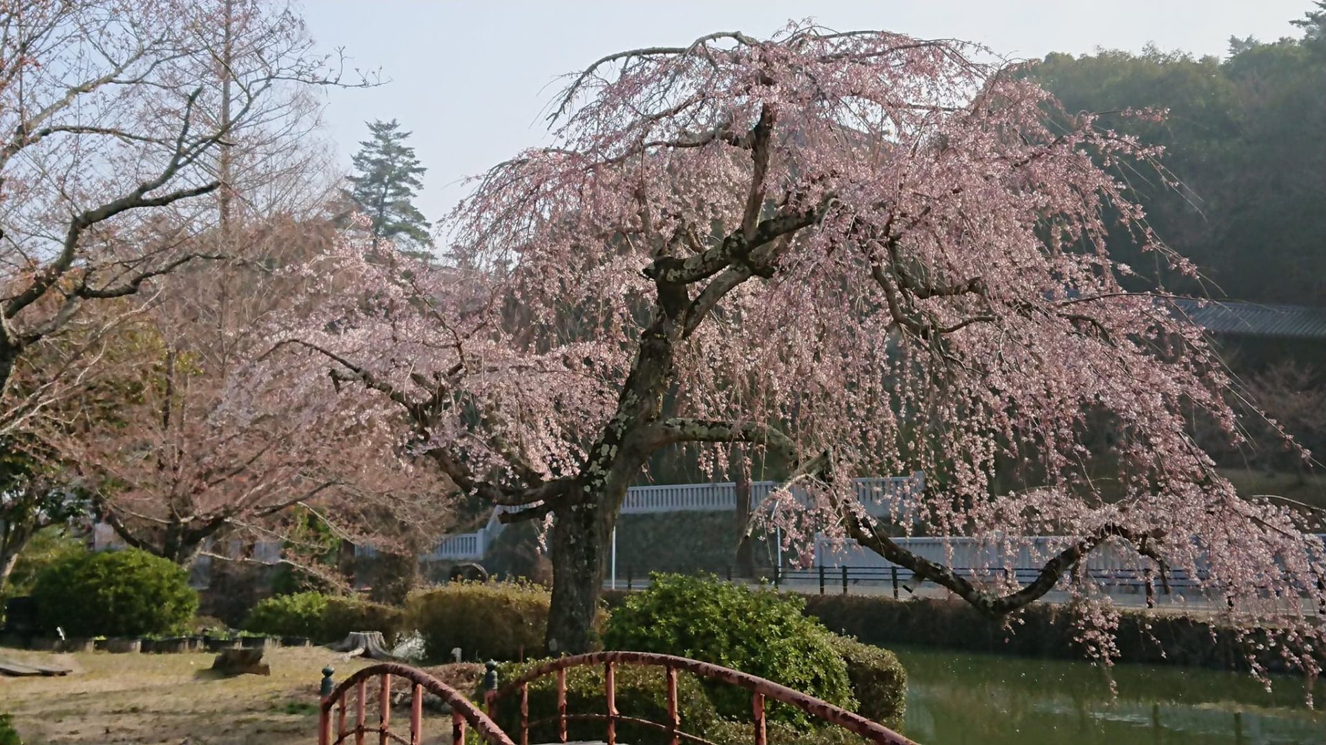 岡山県　WEBお花見してみませんか？スポットも紹介！ | 地域のトピックス