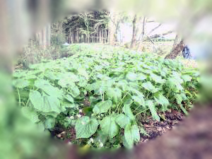 【おしごと講座?】やまぐちで農業！「わさび」編　『わさびのまち　地域おこし協力隊員募集中！』 | 地域のトピックス