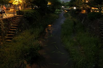 山口県に夏到来！！「ホタル」が街を彩ります。 | 地域のトピックス