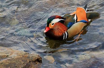 鳥取県日野町が地域おこし協力隊員を募集中です! | 地域のトピックス