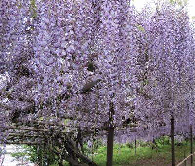 動画で滋賀を知る?日野町～近江・日野　四季のうつろい～ | 地域のトピックス