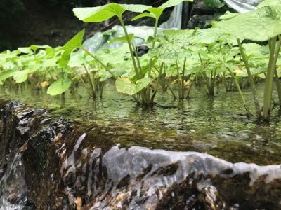 有東木（うとうぎ）のわさびは世界農業遺産 | 地域のトピックス