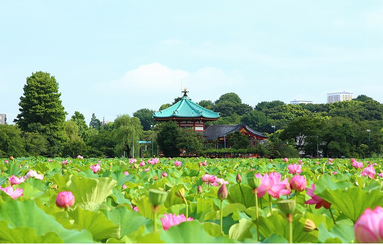 「琵琶湖に見立てた上野の池」不忍池 | 地域のトピックス