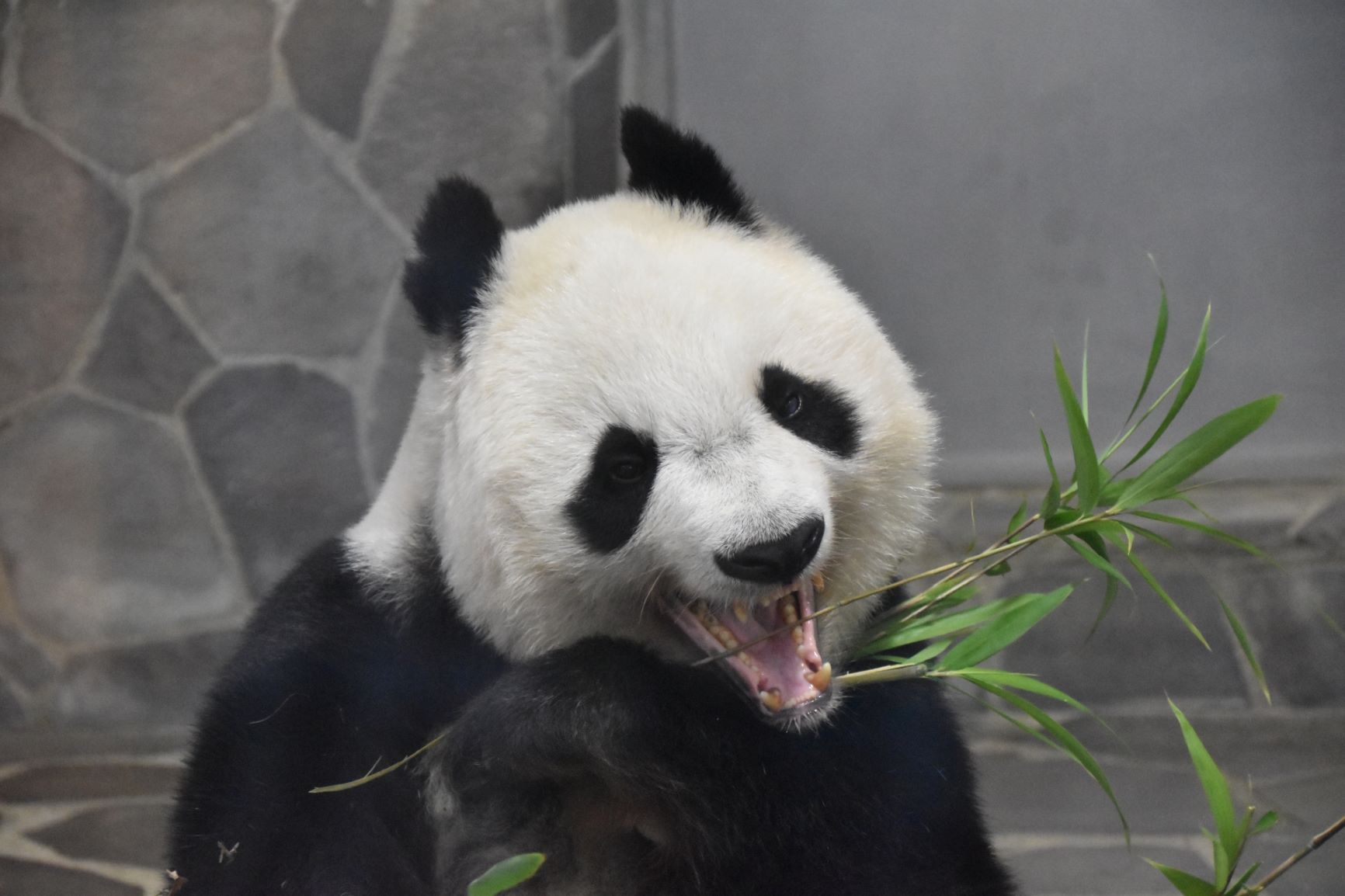 神戸市立王子動物園イチの人気者・タンタン（ジャイアントパンダ） | 地域のトピックス