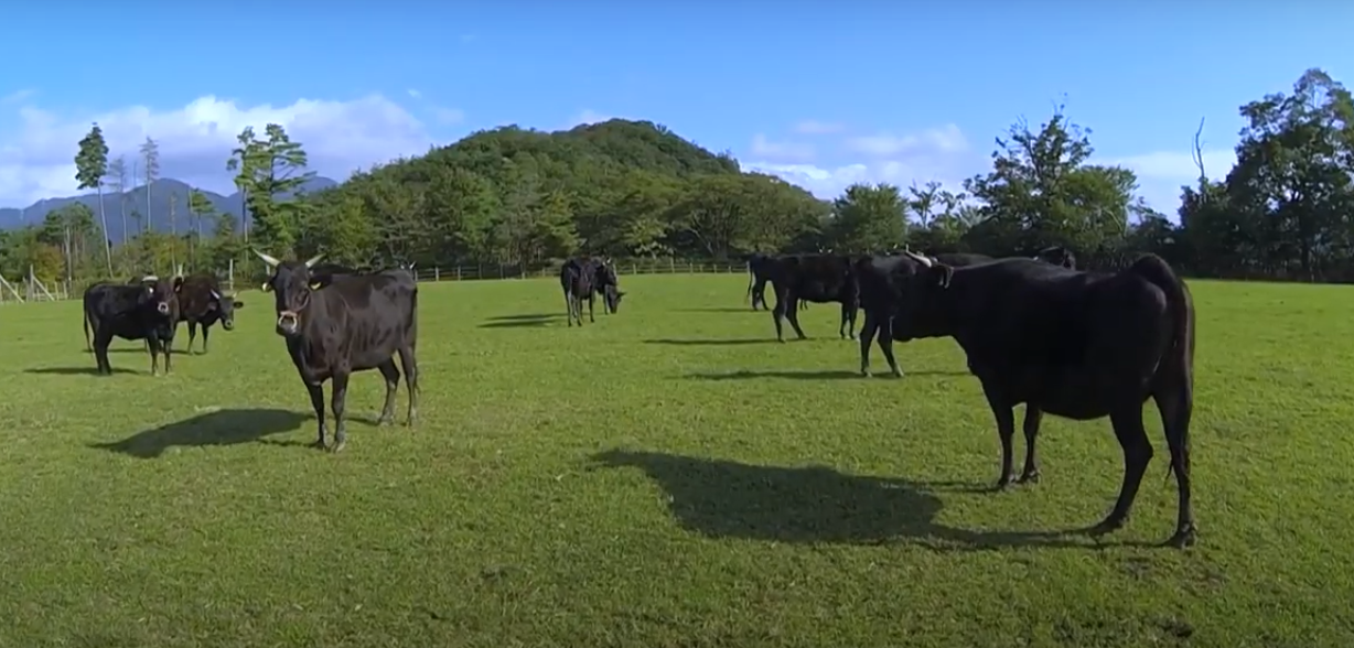 ウシ年の2021年　近江牛のルーツは滋養薬が起源 | 地域のトピックス