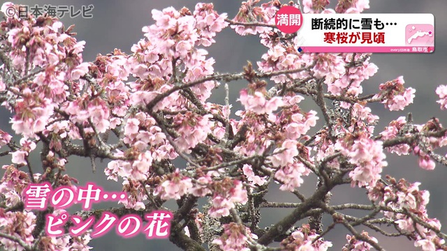 鳥取市青谷町で早咲の『寒桜』開花 | 地域のトピックス