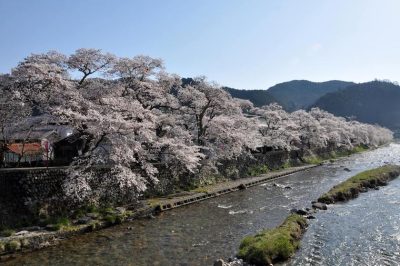 岡山県WEBお花見してみませんか？2021年版 | 地域のトピックス