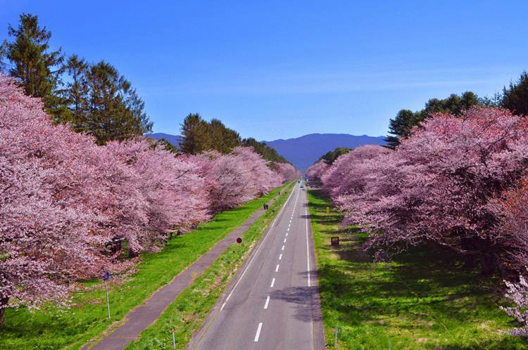 北海道の春は4月下旬からが本番！ | 地域のトピックス