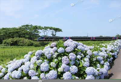 鳥取市のあじさい公園 | 地域のトピックス