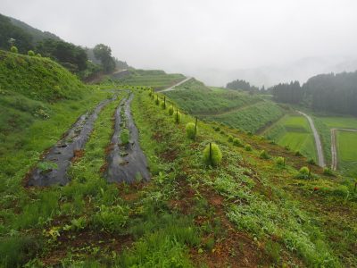 7/11(日)「コキア周りの除草/じゃがいも・らっきょう掘り」in魚津市小菅沼・ヤギの杜、サポーター募集 | 地域のトピックス