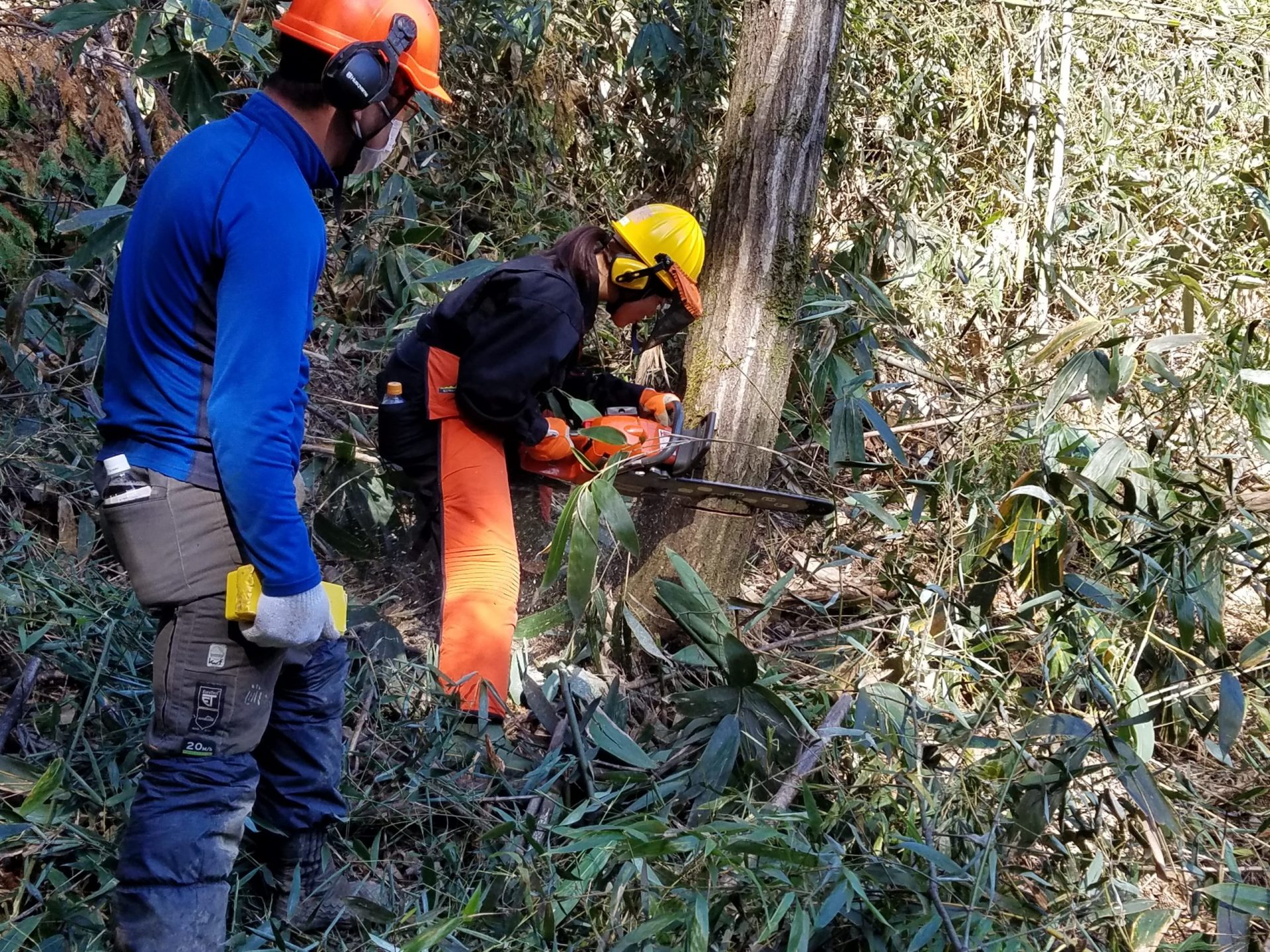 鳥取県日南町で林業体験研修してみませんか？ | 地域のトピックス