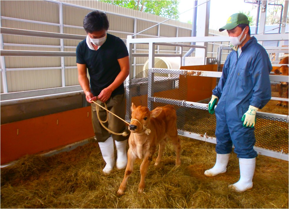 高知県畜産担い手育成畜舎の研修生募集中！！ | 地域のトピックス