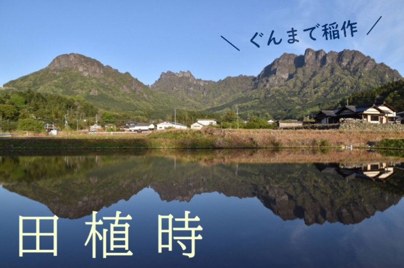 田植えの季節~ぐんまの移住サポーターたちの圃場から | 地域のトピックス