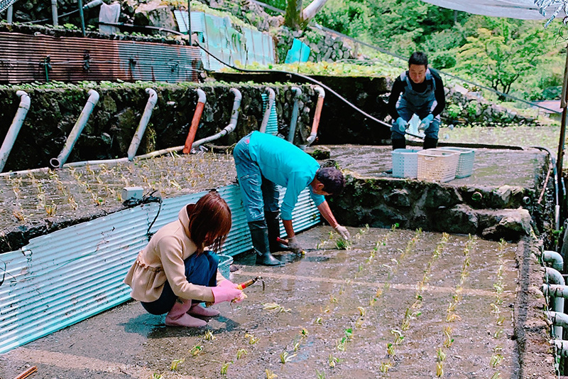【22/4/16追記】静岡のわさび農家さんになりたい人必見 | 地域のトピックス