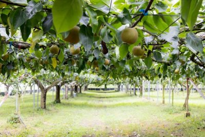 伊万里市で梨を栽培してみませんか？ | 地域のトピックス