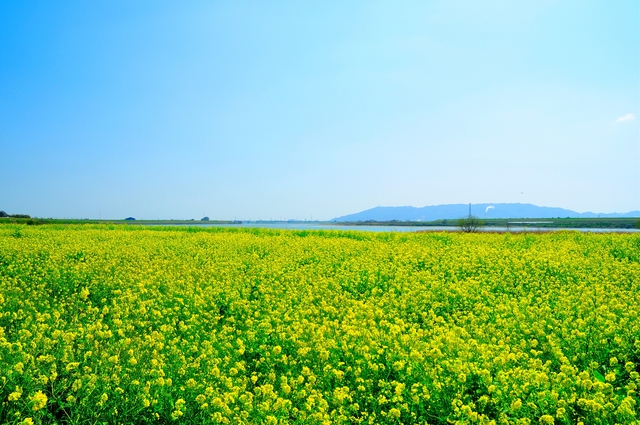 【募集延長・市民イベントでまちおこし】吉野川市 地域おこし協力隊募集 | 地域のトピックス