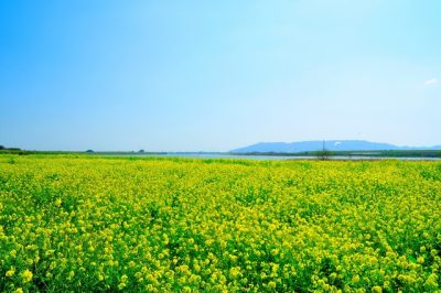 【応募期間再延長】吉野川市地域おこし協力隊募集 | 地域のトピックス